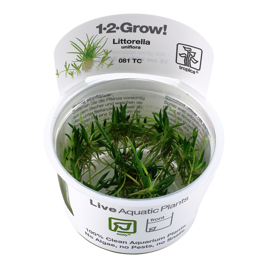 Tropica Littorella uniflora 1-2-GROW