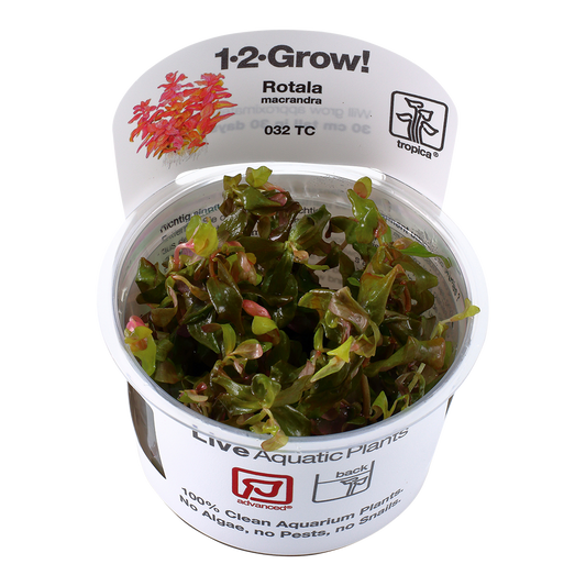 Tropica Rotala macrandra 1-2-GROW