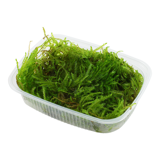 Tropica Taxiphyllum Spiky Moss PORTION
