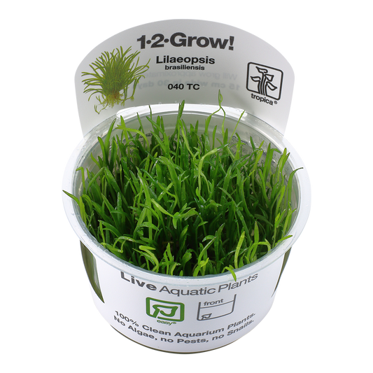 Tropica Lilaeopsis brasiliensis 1-2-GROW