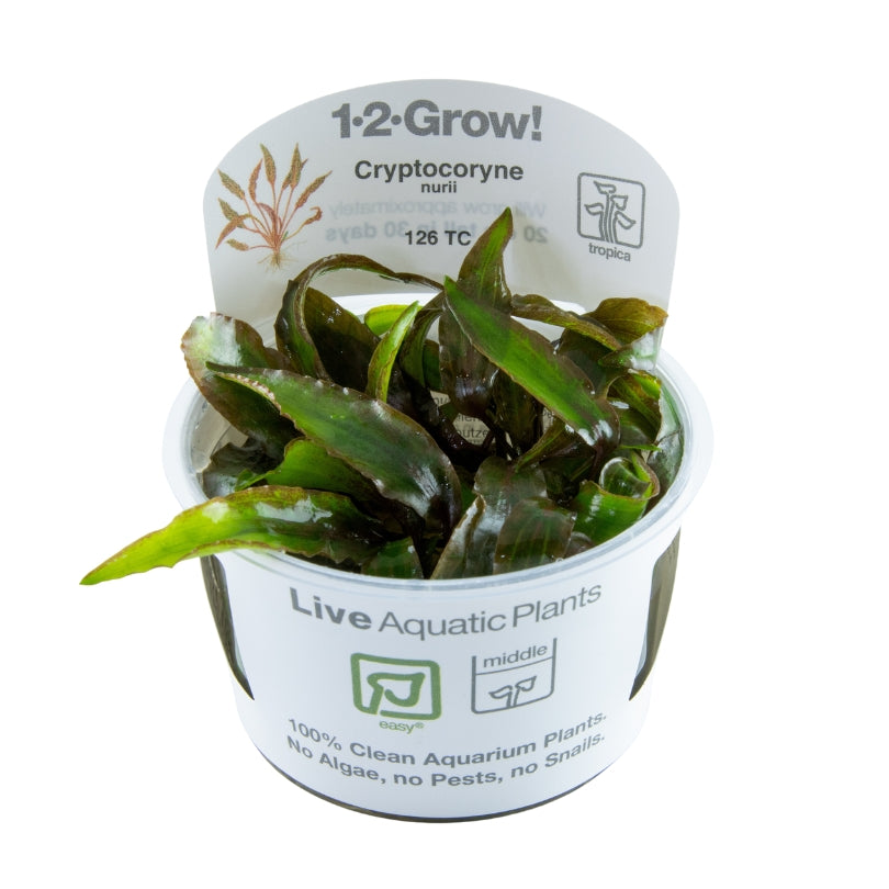 Tropica Cryptocoryne nurii 1-2-GROW