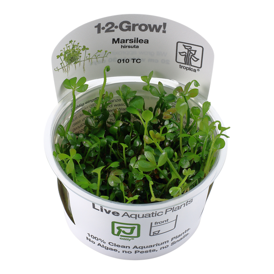 Tropica Marsilea hirsuta 1-2-GROW