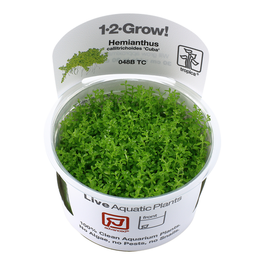 Tropica Hemianthus callitrichoides Cuba 1-2-GROW