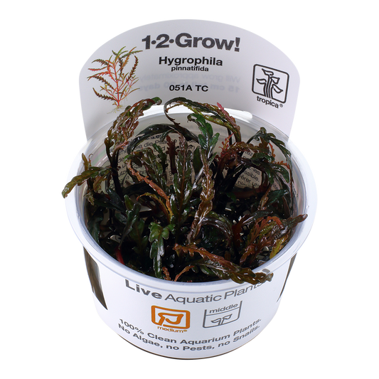 Tropica Hygrophila pinnatifida 1-2-GROW