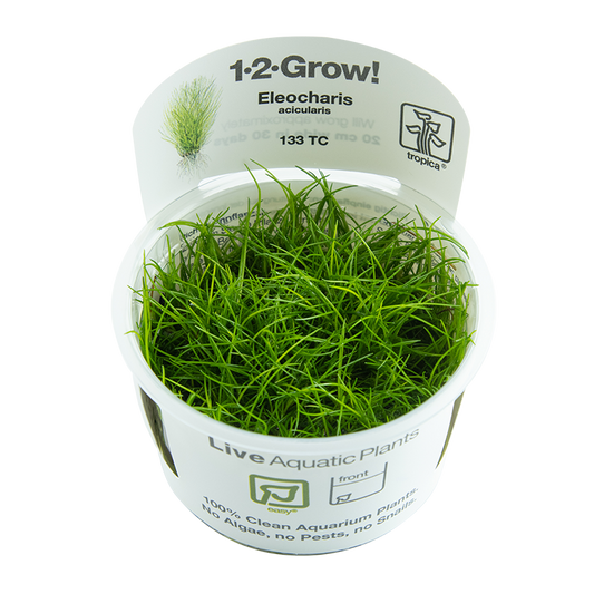 Tropica Eleocharis acicularis 1-2-GROW