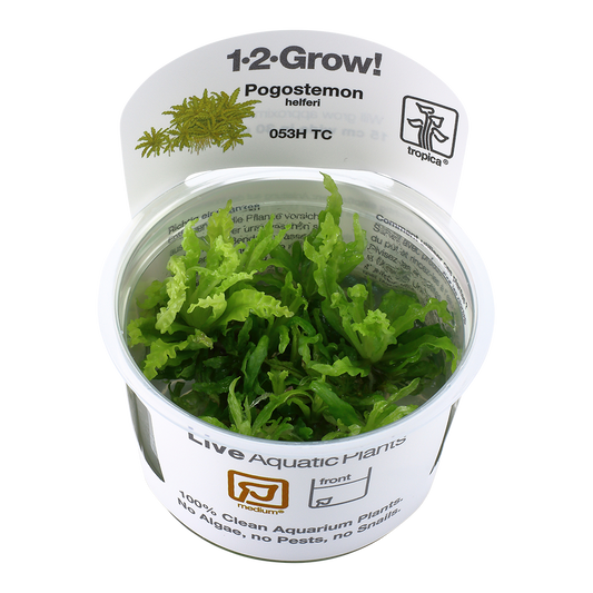 Tropica Pogostemon helferi 1-2-GROW