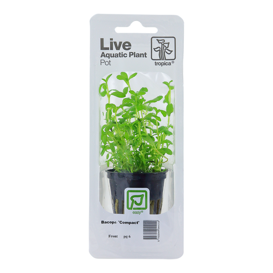 Tropica Bacopa compact PCS