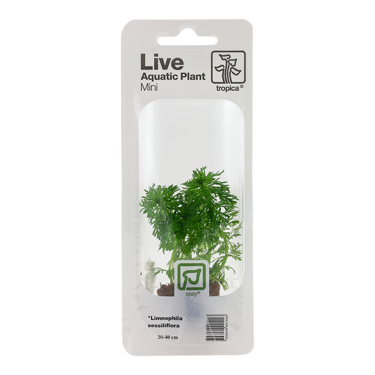 Tropica Limnophila sessiliflora Mini Pot