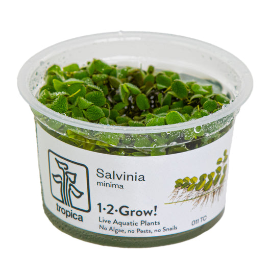 Tropica Salvinia minima (auriculata) 1-2-GROW