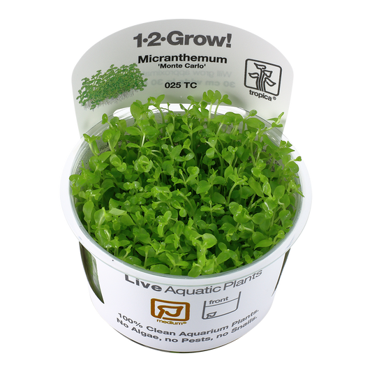 Tropica Micranthemum Monte Carlo 1-2-GROW