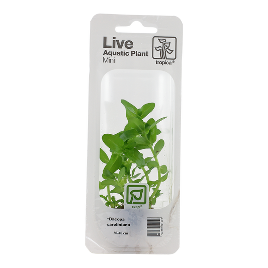 Tropica Bacopa caroliniana Mini Pot