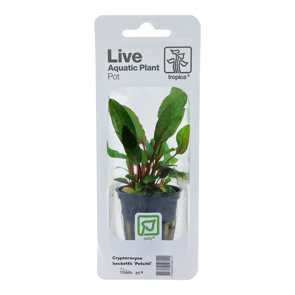 Tropica Cryptocoryne beckettii 'Petchii' PCS
