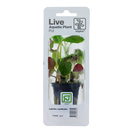 Tropica Lobelia cardinalis PCS