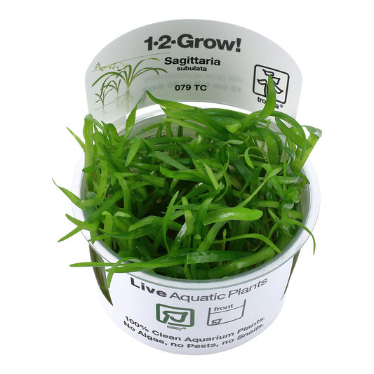 Tropica Sagittaria subulata 1-2-GROW