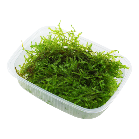 Tropica Vesicularia montagnei Christmas Moss PORTION