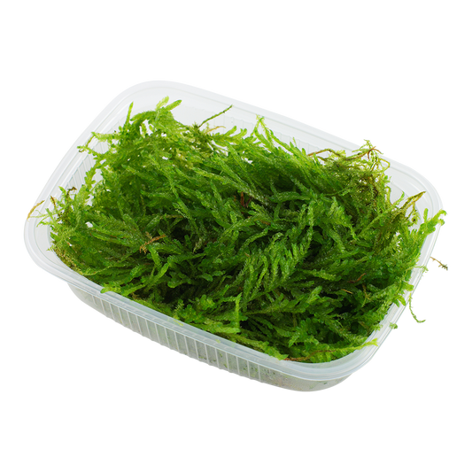 Tropica Vesicularia ferriei Weeping Moss PORTION