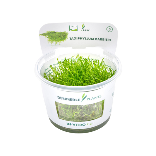 Dennerle Taxiphyllum barbieri Java Moss Plant-It