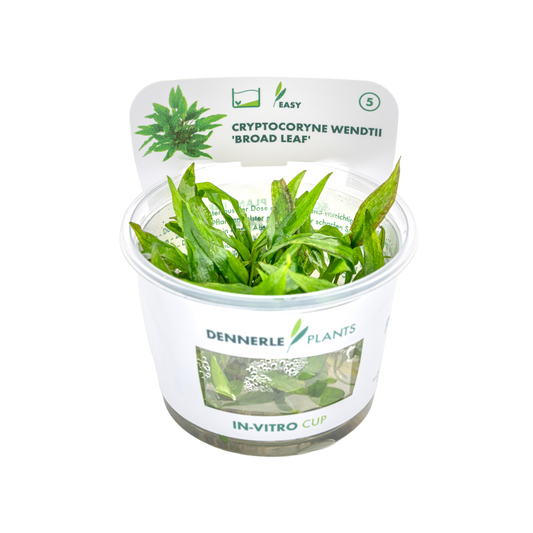 Dennerle Cryptocoryne wendtii Broad Leaf Plant-It