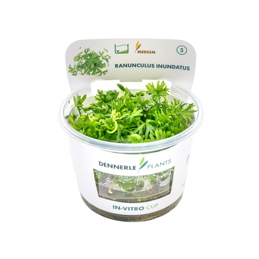 Dennerle Ranunculus inundatus Plant-It