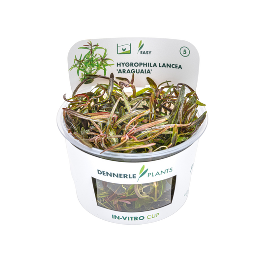Dennerle Hygrophila lancea Araguaia Plant-It