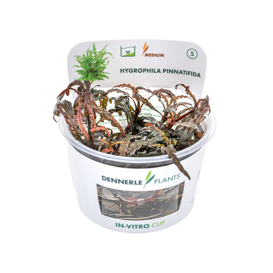 Dennerle Hygrophila pinnatifida Plant-It