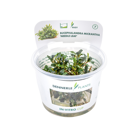 Dennerle Bucephalandra Micrantha Needle Leaf Plant-It