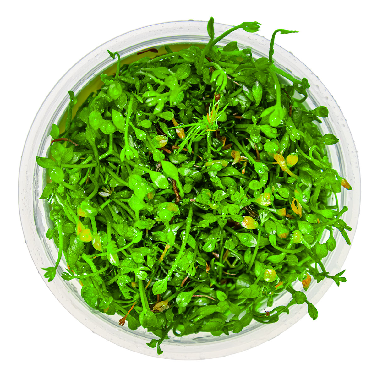 Aquafleur Marsilea crenata Easy Grow
