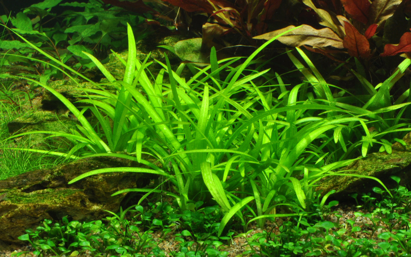 Aquafleur Sagittaria subulata Easy Grow