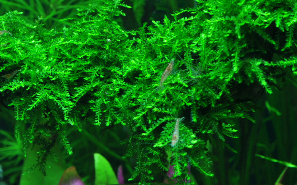 Tropica Vesicularia ferriei Weeping Moss PORTION