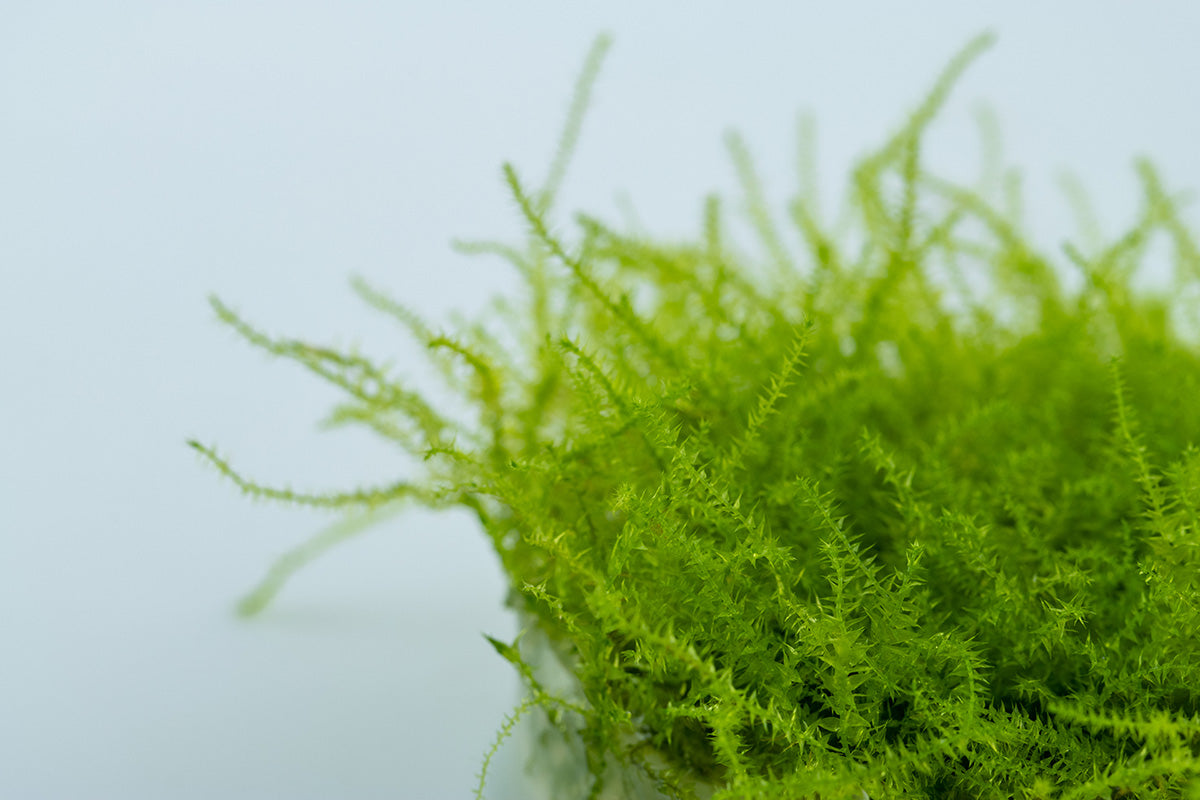 Aquafleur Leptodictyum riparium Moss Easy Grow