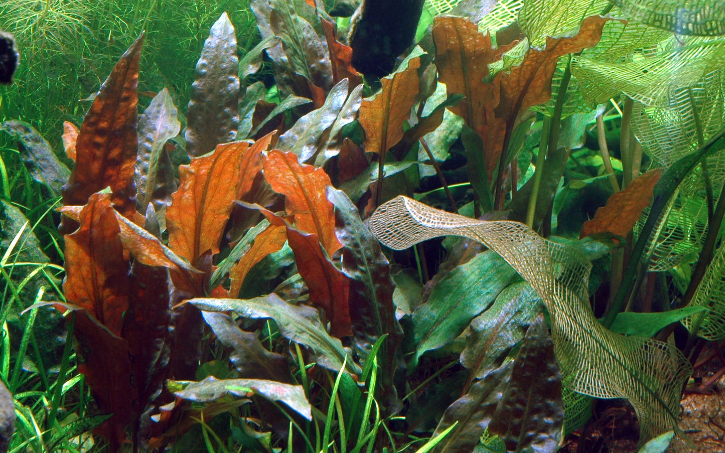 Dennerle Cryptocoryne wendtii 'Mi Oya' Plant-It
