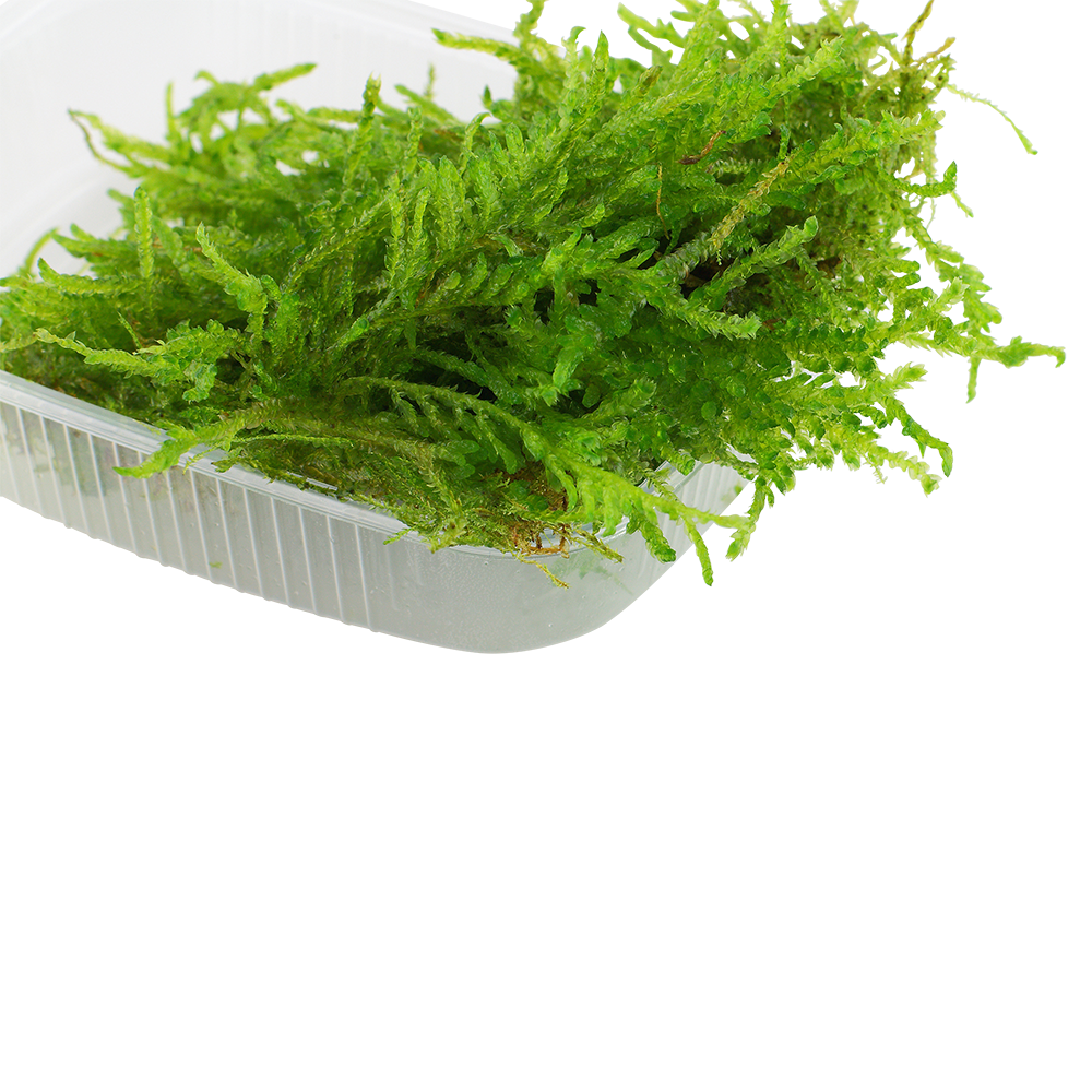 Tropica Vesicularia ferriei Weeping Moss PORTION