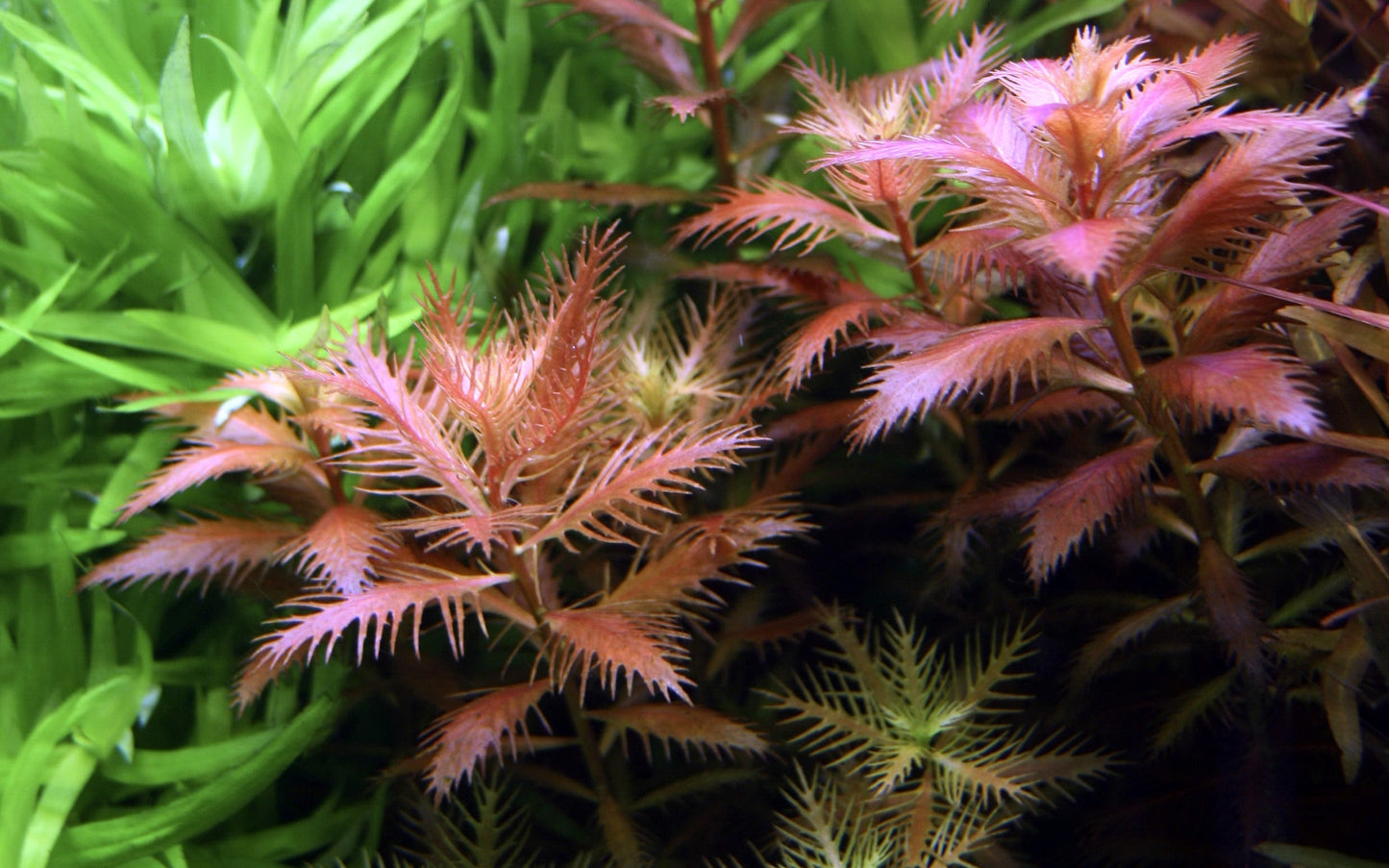 Aquafleur Proserpinaca palustris Easy Grow
