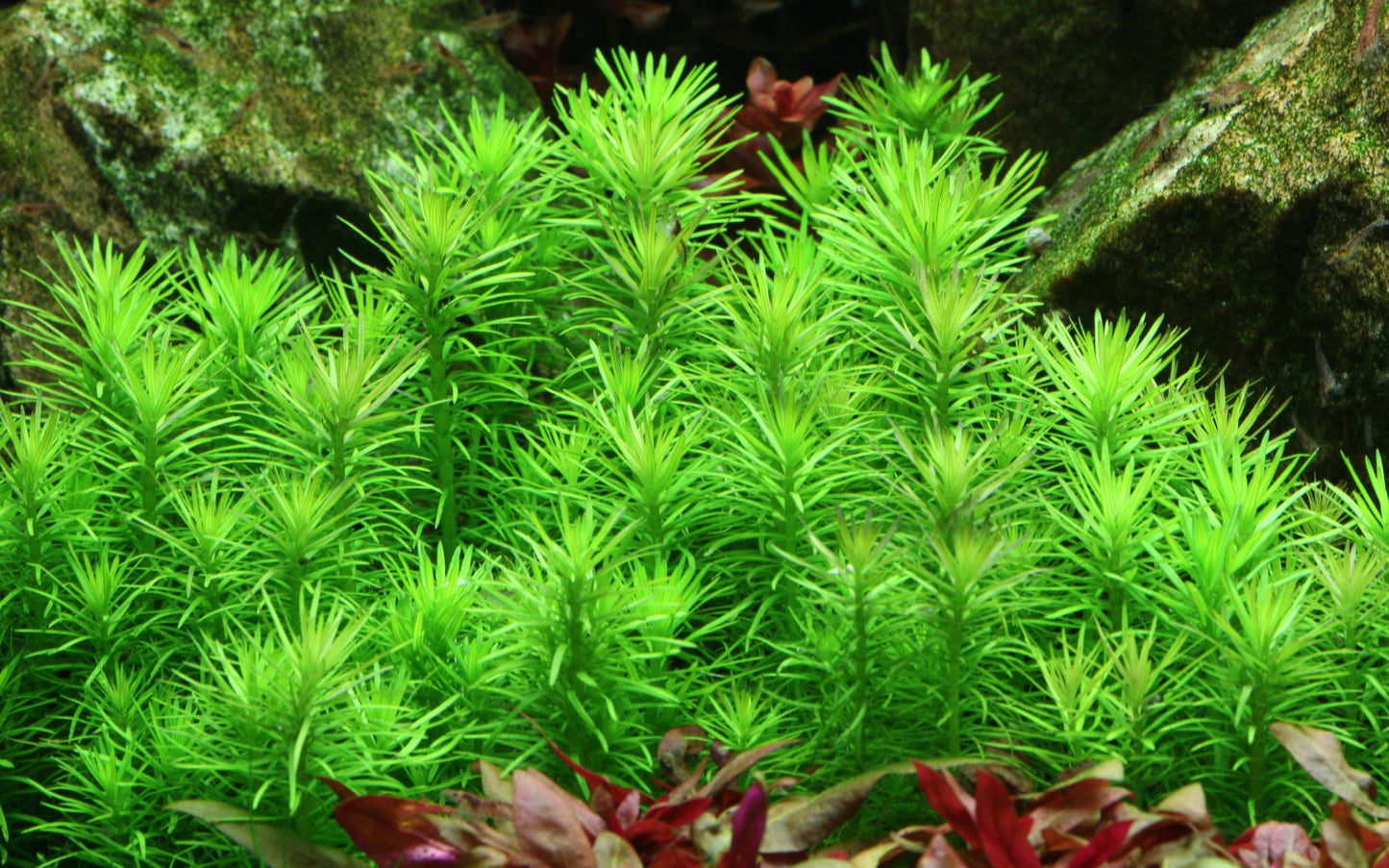 Aquafleur Pogostemon erectus Easy Grow