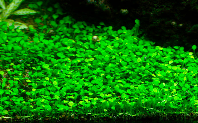 Aquafleur Marsilea crenata Easy Grow