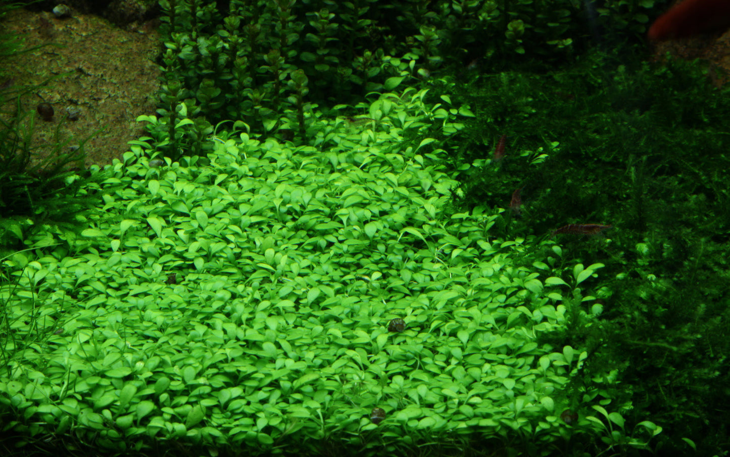 Aquafleur Glossostigma elatinoides Easy Grow