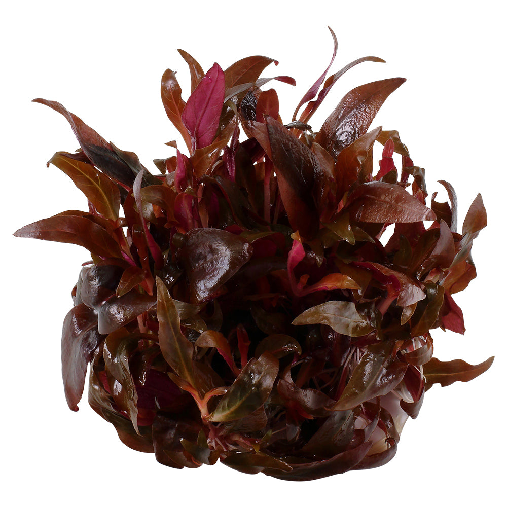 Tropica Alternanthera reineckii 'mini' 1-2-GROW