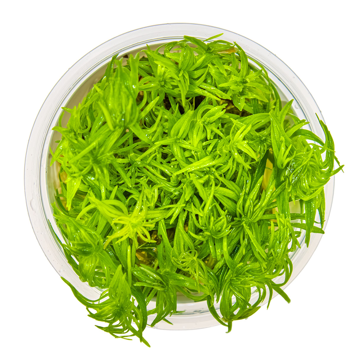 Aquafleur Pogostemon erectus Easy Grow