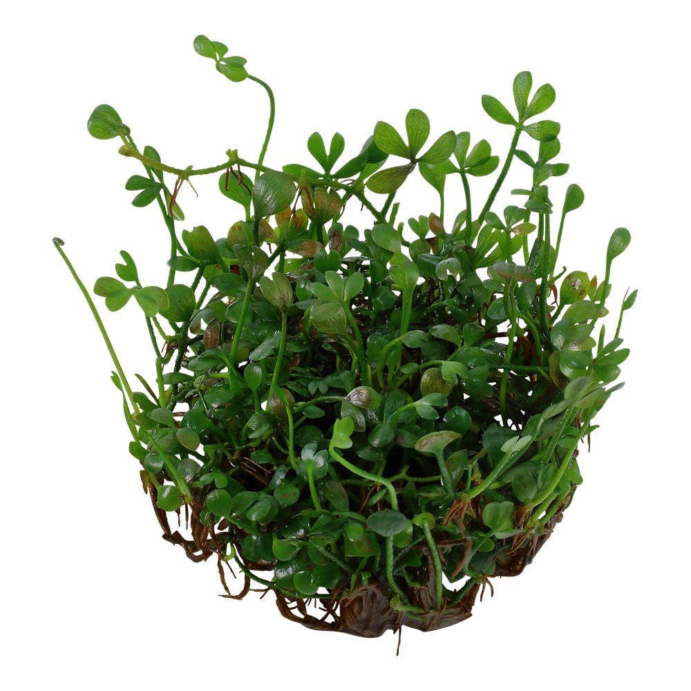 Aquafleur Marsilea crenata Easy Grow