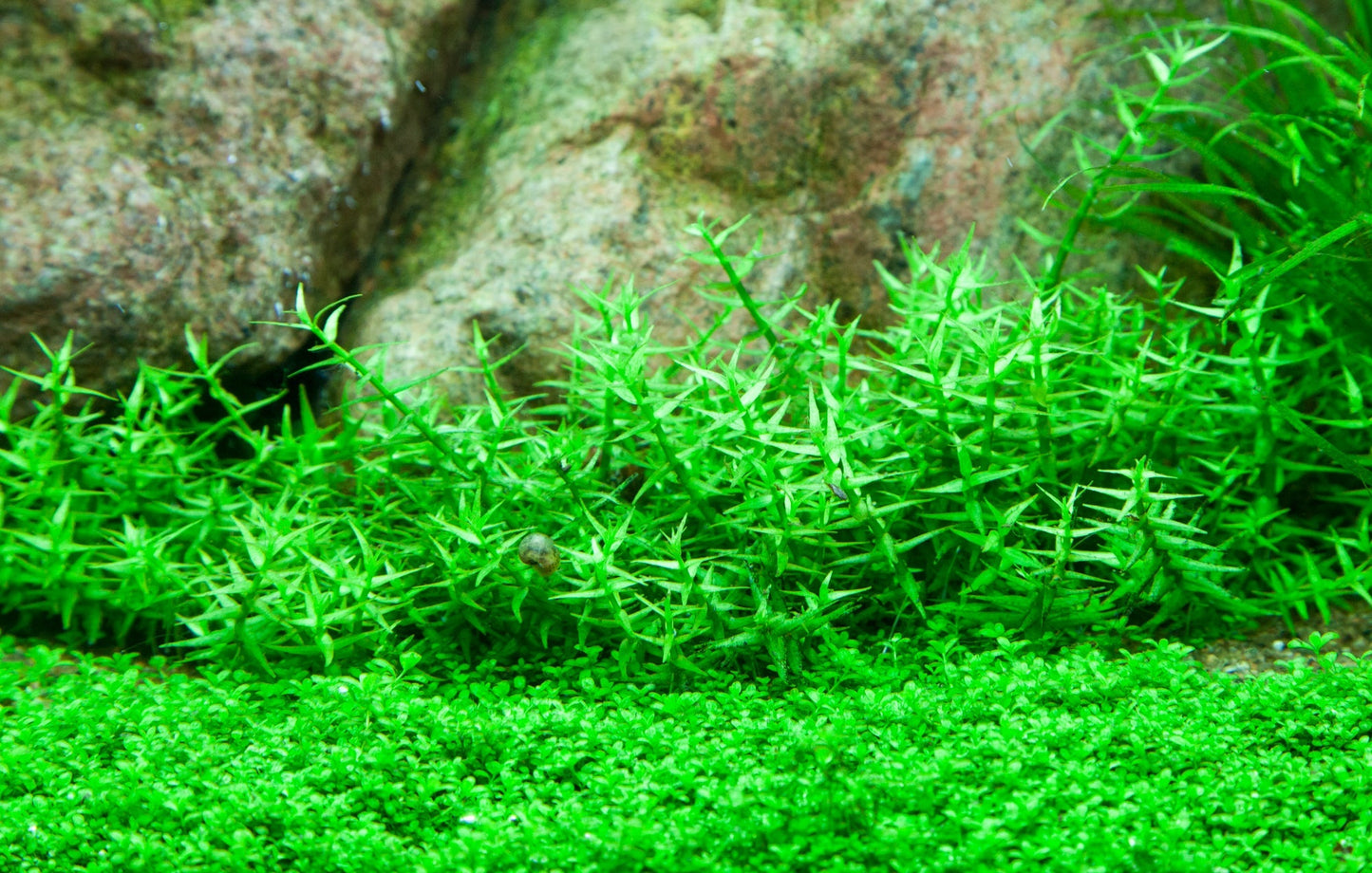Aquafleur Gratiola viscidula Easy Grow
