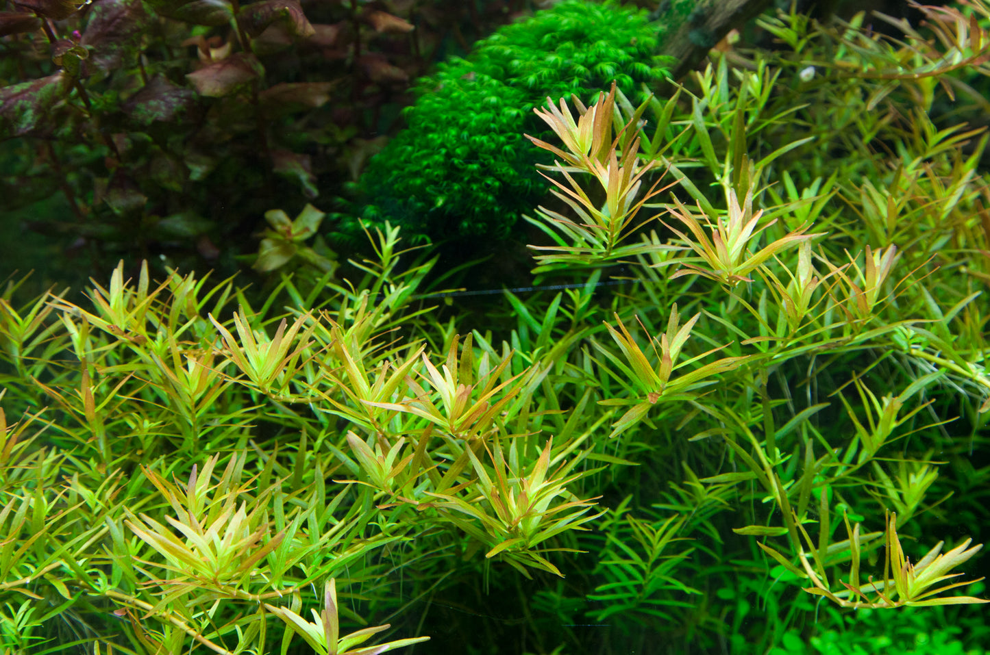 Tropica Rotala rotundifolia H'ra 1-2-GROW
