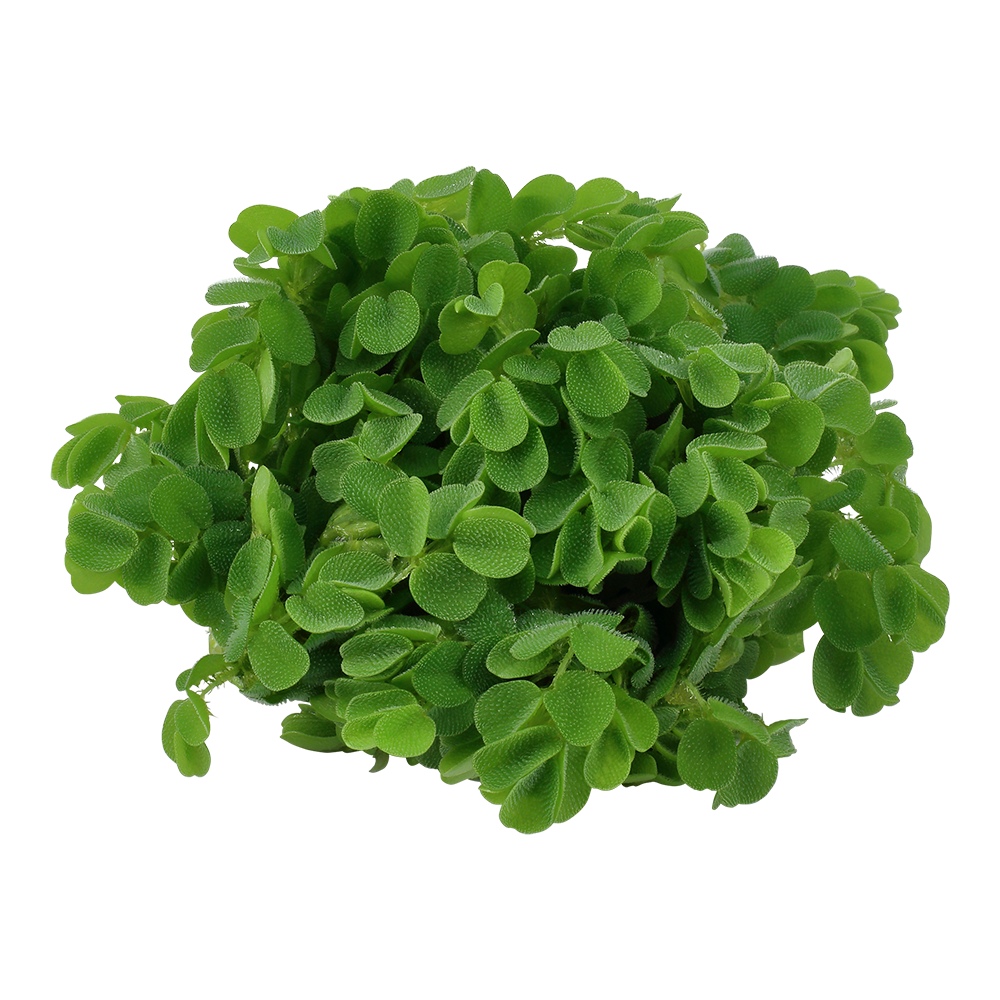 Tropica Salvinia minima (auriculata) 1-2-GROW