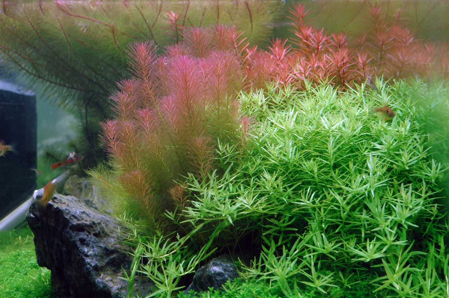 Aquafleur Rotala wallichii Easy Grow