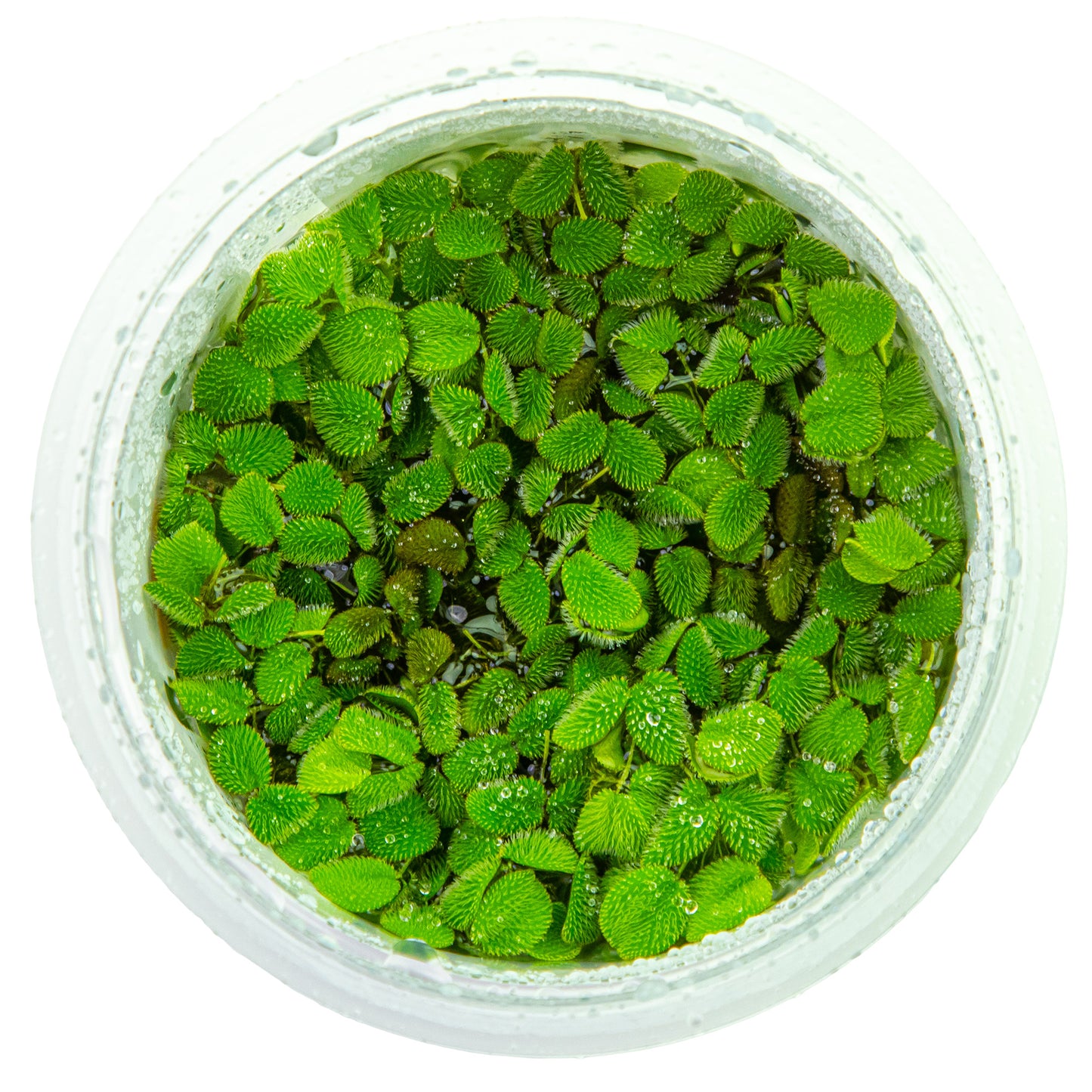 Tropica Salvinia minima (auriculata) 1-2-GROW