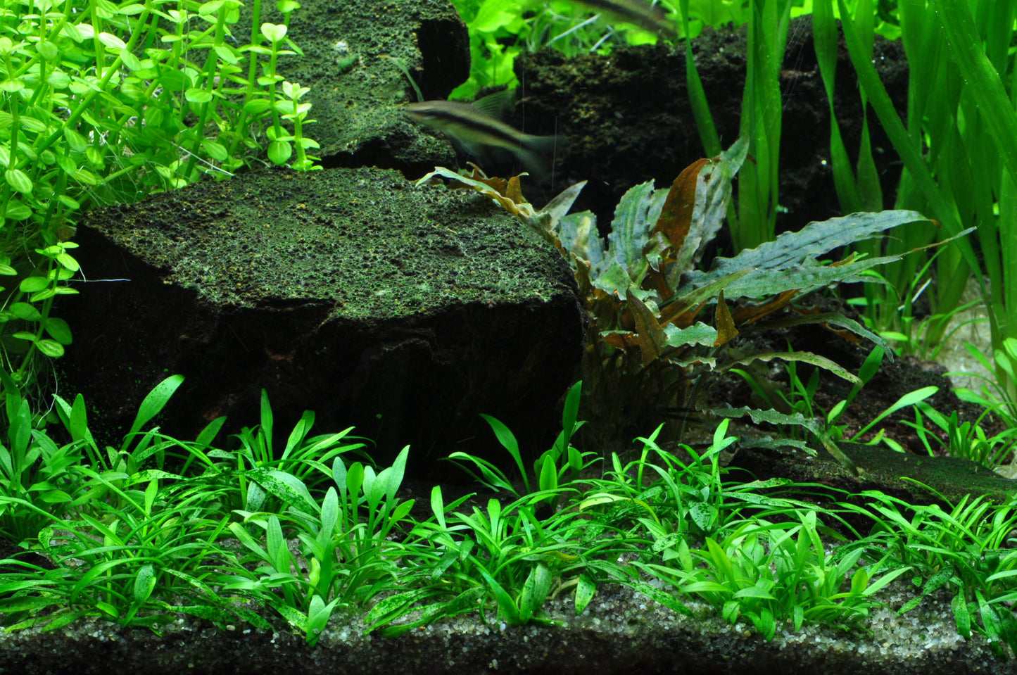 Tropica Cryptocoryne parva 1-2-GROW