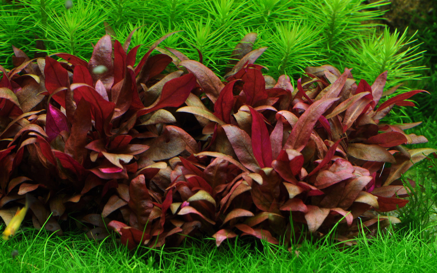Tropica Alternanthera reineckii 'mini' 1-2-GROW
