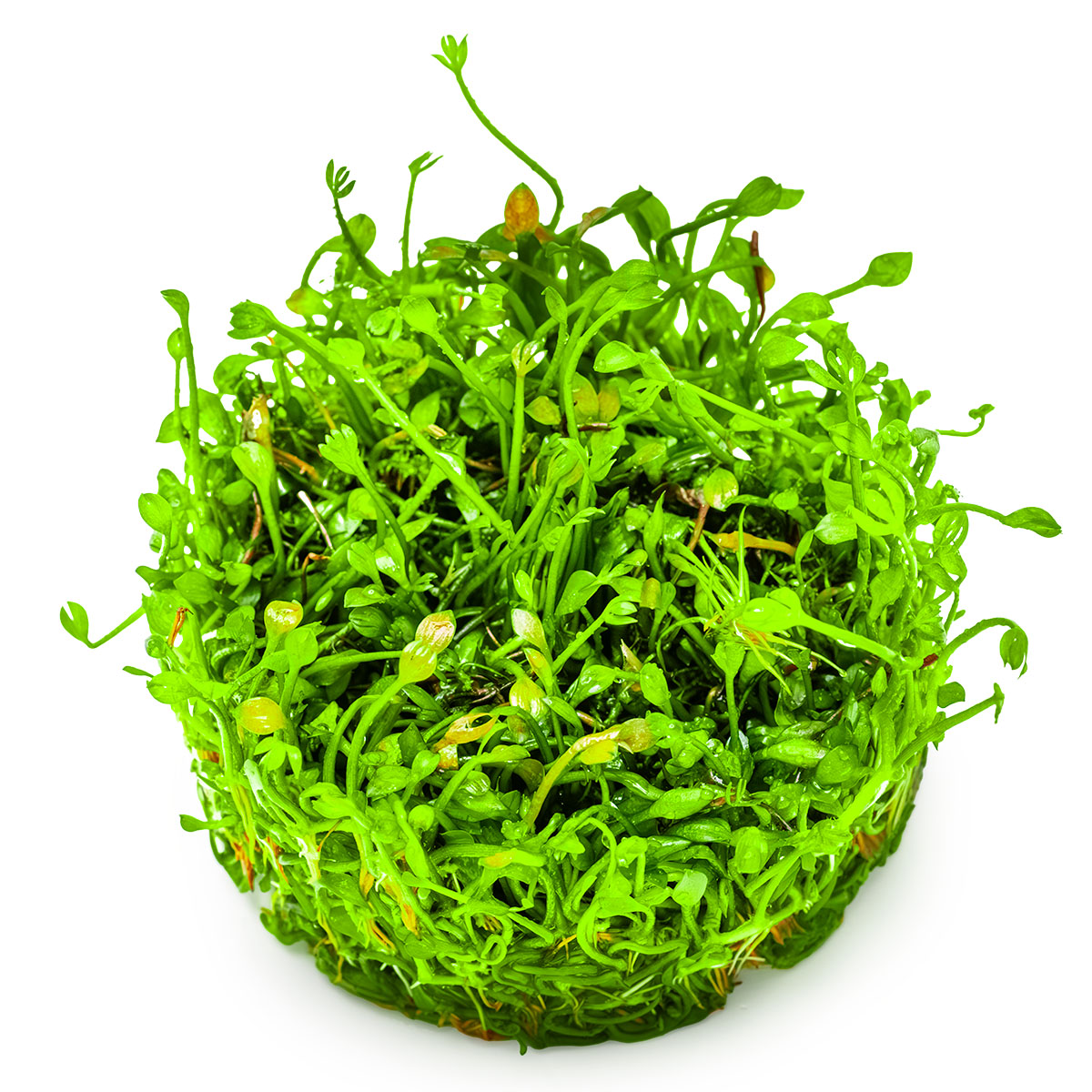 Aquafleur Marsilea crenata Easy Grow