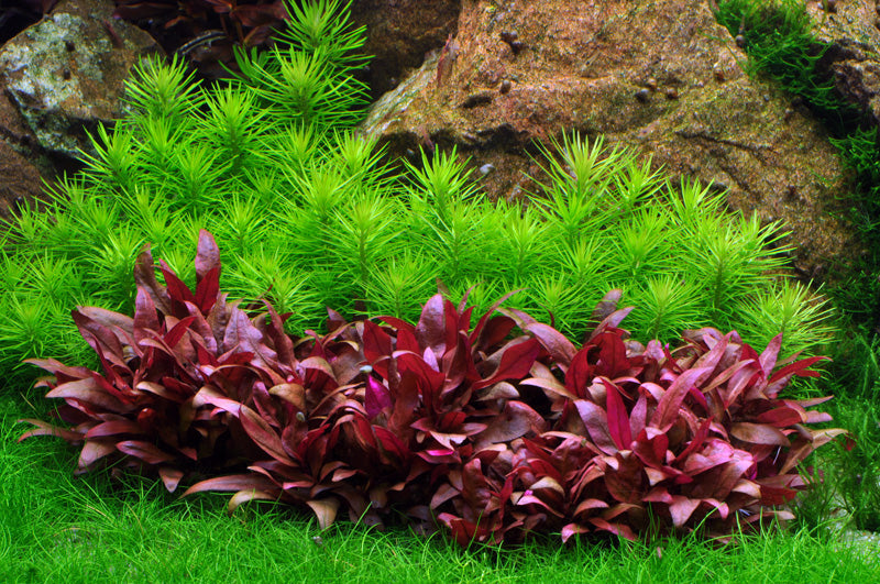 Aquafleur Pogostemon erectus Easy Grow