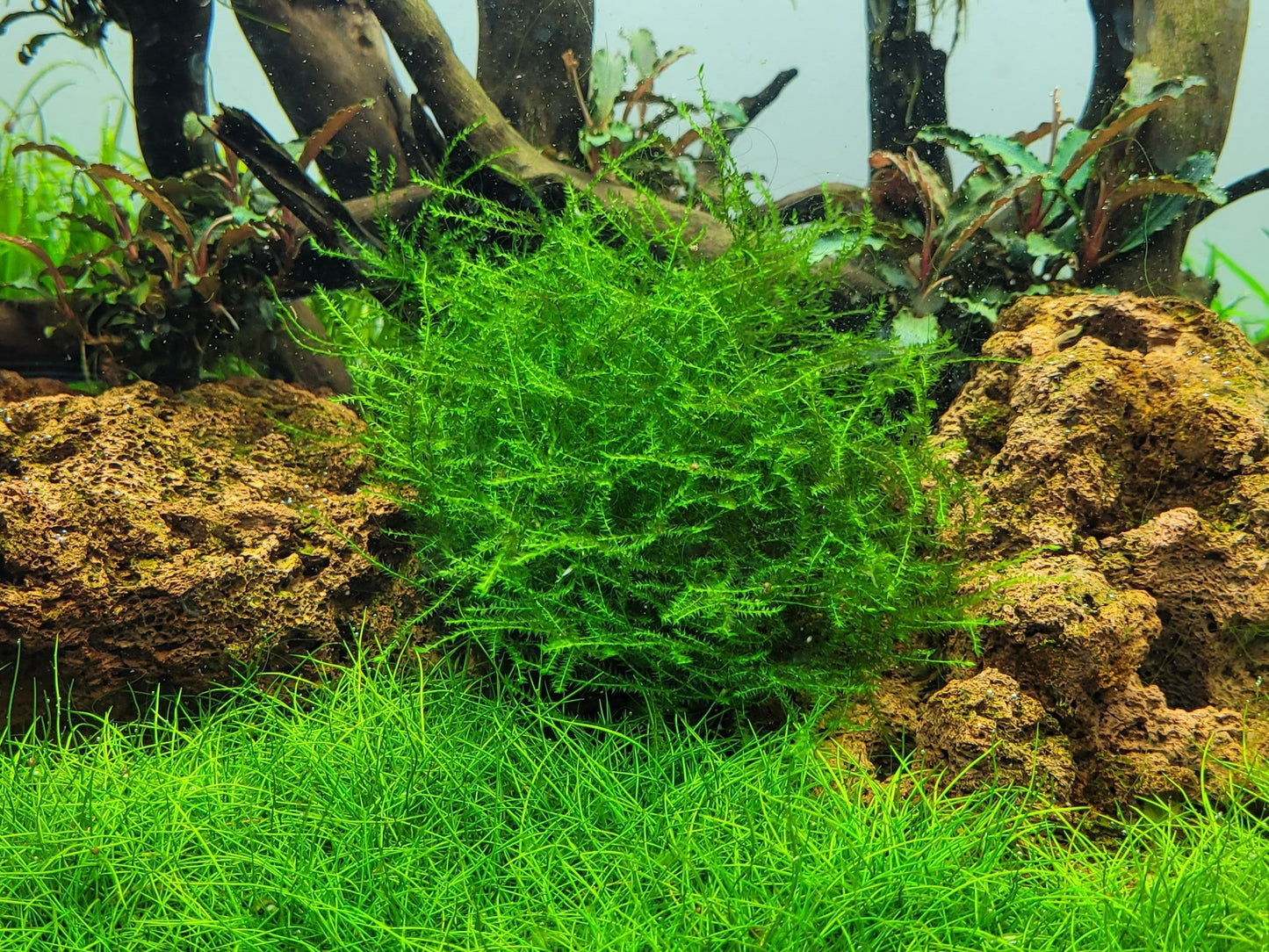 Aquafleur Leptodictyum riparium Moss Easy Grow