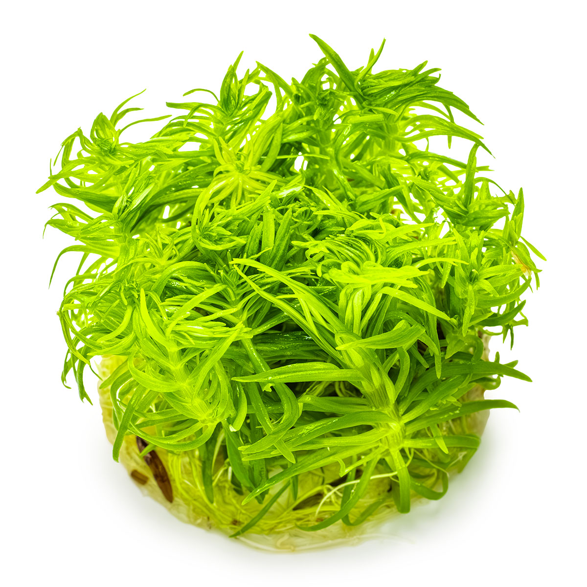 Aquafleur Pogostemon erectus Easy Grow